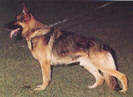 German Shepherd Dog - Fred Lanting