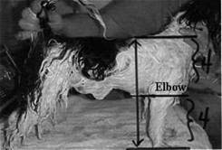 Osteochondrodysplasias Leg Deformities and Dwarfism - in the Canine
