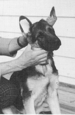 Ear taping for German Shepherd Puppies