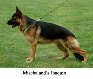 Mischaland’s Joaquin