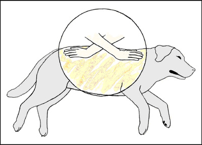 Canine pressure points