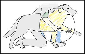 Stretching dog's elbow joint and the flexor muscles of the foreleg (shoulder joint)