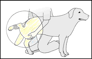 Testing dog's mobility with stretching after warm up