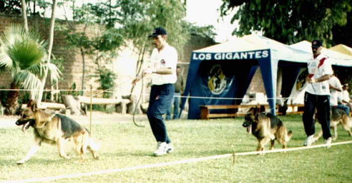 First Two VA Dogs