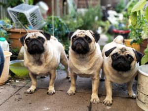 Three Pug dogs in a garden
