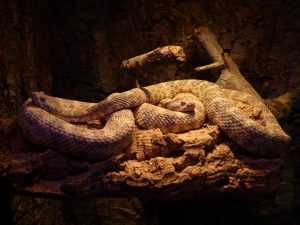 Rattlesnake