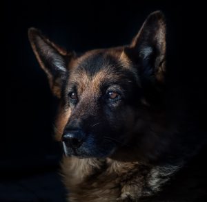The head of a German Shepherd dog