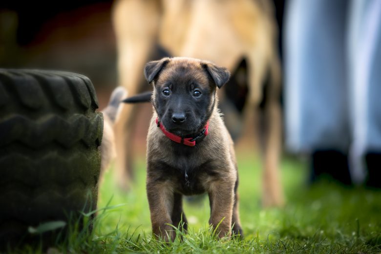 A German Shepherd puppy beside a tire
