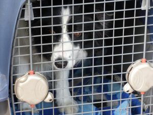Dog in crate