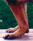 SiriusDog.com
